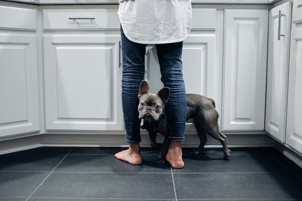 Dog standing on tile floor