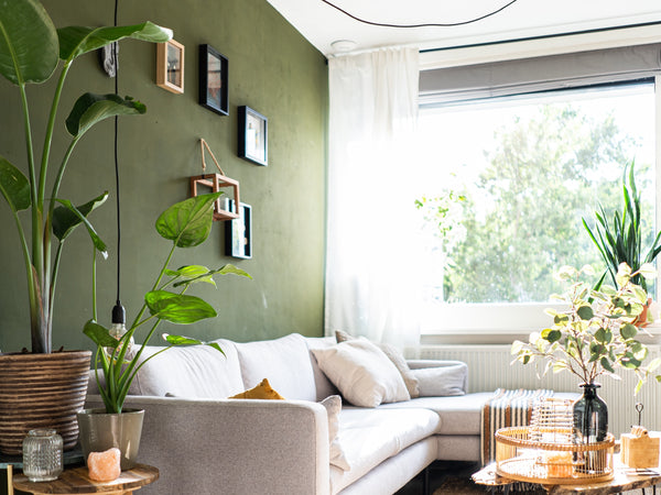 Room painted green with plants