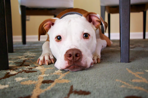 Dog laying on carpet