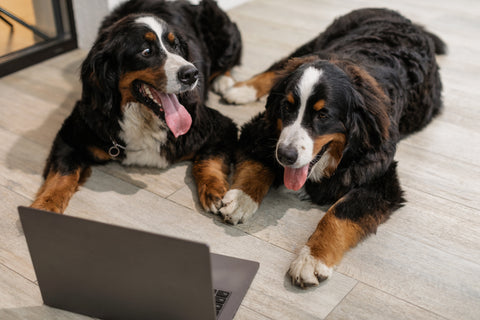 Two dogs looking at a computer